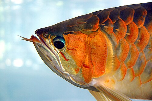 Asian arowana